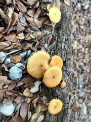 Flammulaster erinaceellus