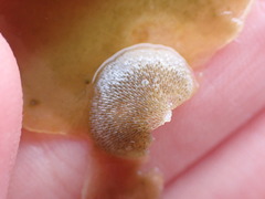 Membranipora membranacea