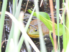 Lithobates catesbeianus