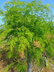 Moringa
