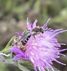 Lasioglossum