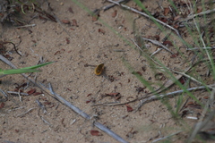 Bombyliini