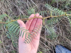 Prosopis glandulosa