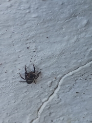 Hasarius adansoni