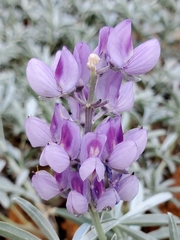 Lupinus obtusilobus