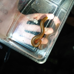 Thyropygus allevatus