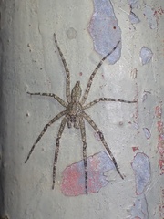 Pandercetes