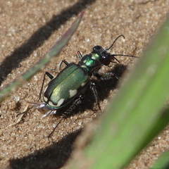 Cicindela scutellaris