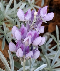 Lupinus obtusilobus