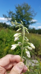 Baptisia alba