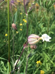 Silene latifolia alba