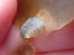 Membranipora membranacea