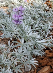 Lupinus obtusilobus