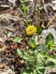 Hieracium