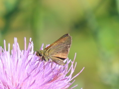 Polites themistocles