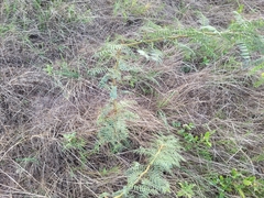 Prosopis glandulosa