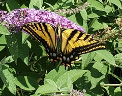 Papilio multicaudata