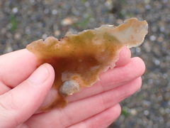 Membranipora membranacea
