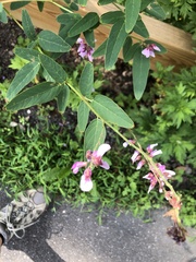 Desmodium canadense
