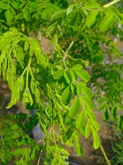 Moringa