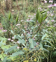 Asclepias incarnata