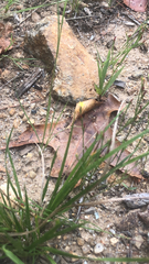 Hypericum gentianoides