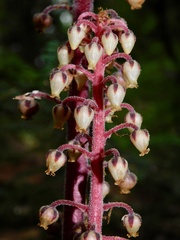 Pterospora andromedea