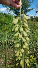 Baptisia alba