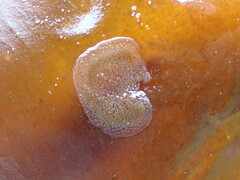 Membranipora membranacea