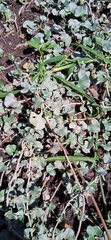 Dichondra argentea