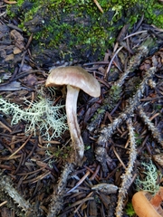 Cortinarius croceus