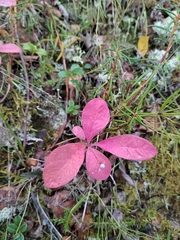 Lysimachia europaea