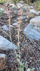 Eriogonum racemosum
