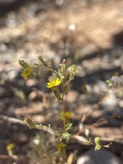 Lessingia pectinata