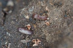 Tetramorium tsushimae