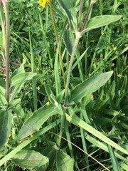 Silene latifolia alba