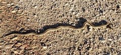 Thamnophis radix