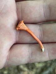 Cantharellus cinnabarinus