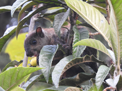 Sciurus variegatoides