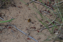 Bombyliini