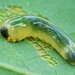Oak Slug Sawfly - Photo (c) Kjeld Brem, some rights reserved (CC BY-NC-ND), uploaded by Kjeld Brem