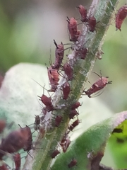 Macrosiphum rosae