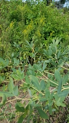 Baptisia alba
