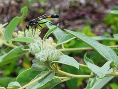 Ammophila procera