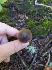 Cortinarius croceus