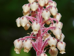 Pterospora andromedea