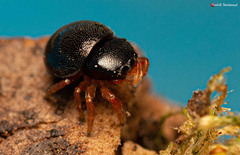 Pachyballus miniscutulus