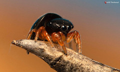 Pachyballus miniscutulus