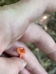 Cantharellus cinnabarinus