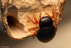 Pachyballus miniscutulus